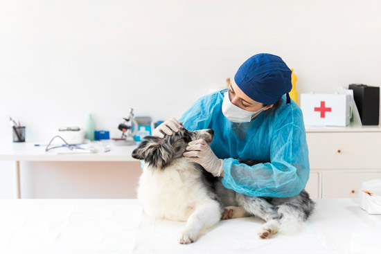 Pet Health Care