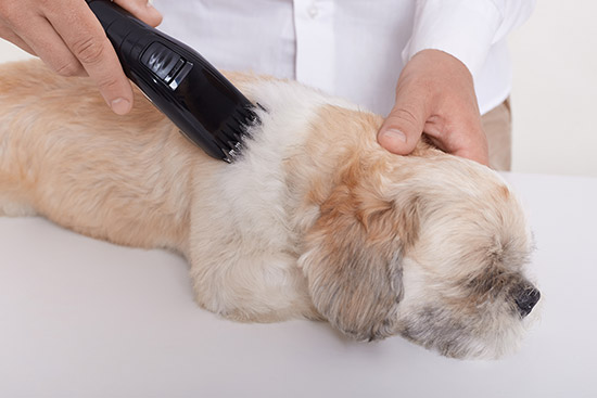 Pet Grooming Spa Chennai