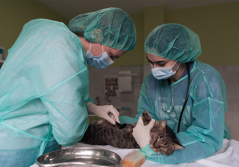 How to Choose a Pet Hospital in Chennai with Safe Surgery Options?