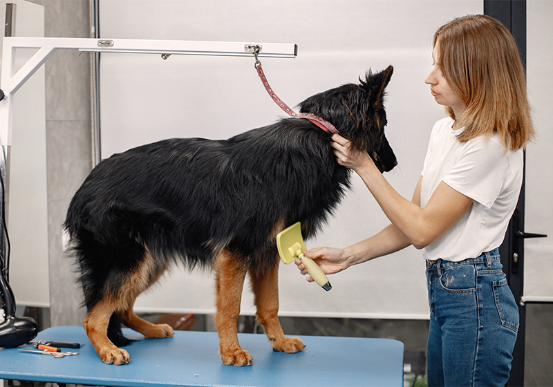 How Can I Ensure My Pet Feels Comfortable During Grooming at JP Pet Hospital Chennai?